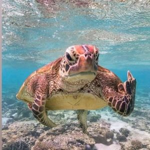 Meet your Posher, Ann